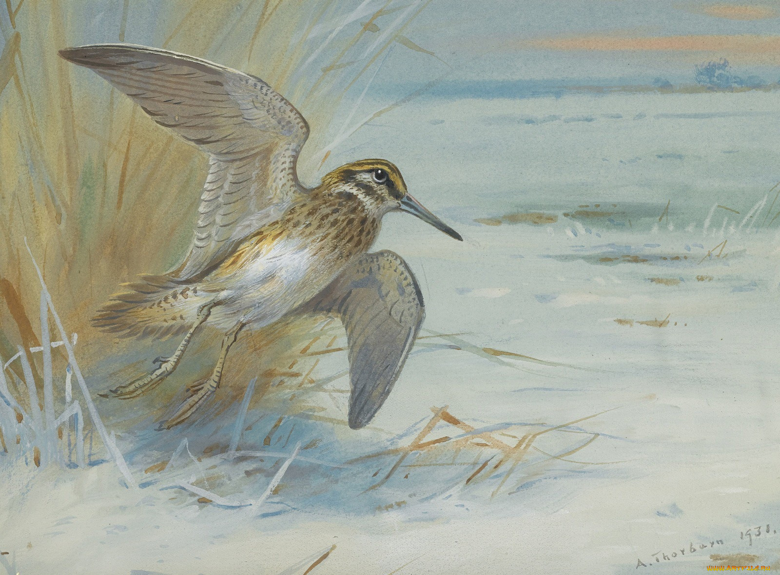 , archibald, thorburn